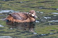 Nur lückig vertreten...  ...im zirkumpolaren Umfeld ist laut Wikipedia diese relativ kleine Ente, deren Verbreitungsgebiet von Grönland aus über den Norden Kanadas und Amerika, sowie von Ostsibirien über Kamschatka bis nach Japan reicht. In Europa ist sie nur auf Island vertreten. Sie ernährt sich von Insekten, Krebs- und Weichtieren, die in bis zu 25 Sek. dauernden, bis auf vier Meter tief reichenden Tauchgängen erbeutet werden.  Harlequin Duck  (Histrionicus histrionicus)  female Kragenente
