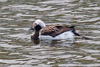 Oder divers..?  Noch eine Eisente schwimmt uns über den Weg, etwas anders befiedert als die, die wir schon haben. Und es ist – zumindest uns – unmöglich, schon nur diesen Beiden das richtige Geschlecht zuzuordnen. Eisenten mausern dreimal im Jahr, allerdings soll es einige geben, die in nahezu beständiger Mauser einem andauernden  Gefiederwechsel unterliegen, so dass noch nicht einmal die rosa Markierung auf dem Schnabel einiger Männchen eine genaue Zuordnung zuläßt. Bei einigen Enten ist sie stark, bei anderen kaum sichtbar, so dass unsere Vermutung, bei unserem ersten Exemplar handele es sich um ein Weibchen und bei dem zweiten wegen des vornehmlich weißen Kopfes und des kaum sichtbaren Farbschimmers auf dem Schnabel um ein Männchen, eine reine Vermutung ist. Hübsch sind sie aber beide...  Long-tailed Duck  (Clangula hyemalis)  male??? Eisente
