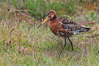 Ohne Socken  Die Uferschnepfe ist hier zwar schon einmal zu Ehren gekommen, wer aber so hübsch aussieht, kann auch noch ein zweites Mal gezeigt werden. Mittlerweile füllt sich der Parkplatz des Hotels und obwohl es noch nicht ganz 15:00 Uhr ist, kehren auch wir zur Rezeption zurück, wo das Einchecken in vollem Gange ist. Gut, dann reihen wir uns auch mal ein und siehe da, auch wir dürfen schon zwanzig Minuten vor drei unser Zimmer beziehen. Im Hotel – ein ehemaliges Internat, dessen Holzfußboden auf Hochglanz poliert ist – herrscht ein striktes Schuhverbot auf den Gängen und im Zimmer. Unsere Schuhe müssen wir im Vorraum deponieren und es gibt noch nicht einmal dicke Stricksocken als Ersatz (wie im chilenischen "Puerto Río Tranquilo" – dafür herrscht hier kein Handy-Verbot :-).  Black-tailed Godwit  (Limosa limosa)  Uferschnepfe