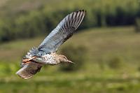 Pfeifkonzert  Nachdem wir nun schon mal hier angehalten haben, beobachten wir neben der Straße noch ein paar Schnepfenvögel, die sich völlig unbeeindruckt von unserer Nähe der Nahrungssuche im Salzwiesenbiotop hingeben. Zwei Rotschenkel besetzen abwechselnd einen Begrenzungspfahl und führen dabei einen ausdauernden Pfeifdialog. Und dank ihres ständigen Platztausches gelingen mir noch einige schöne Flugaufnahmen.  (Common) Redshank  (Tringa totanus)  Rotschenkel