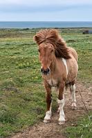 "Pferd"!, keinesfalls "Pony"!  Zurück in unserer Unterkunft hat Maren noch genügend Tageslicht, um eines der langmähnigen Islandpferde aufzunehmen, die eine stolze Besonderheit der Insel darstellen. Es gilt ein absolutes Verbot, fremde Pferde zu importieren, denn die Isländer achten strikt auf die Rassereinheit dieser kleinen, vielfältig gefärbten Pferde, die auch keinesfalls exportiert werden dürfen.