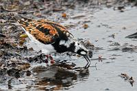 Prachtvoll  Unübersehbar widmet sich auf der einen Seite der spitz zulaufenden Halbinsel eine große Gruppe Eiderenten der Gefiederpflege und Futtersuche. Maren hat diese großen Enten auch schon gelegentlich an der Nordseeküste gesehen, ich hingegen sehe die bei uns selten gewordenen Zuggäste das erste Mal. Die andere Seite des Steindeichs, an deren Spitze der Leuchtturm steht, wird hingegen hauptsächlich von den Vertretern meist kleinerer Wasservögel bevölkert, die hingebungsvoll den angeschwemmten Seetang nach Futter durchstöbern. Der in seinem Prachtkleid glänzende Steinwälzer ist weltweit an fast allen Küsten zu Hause. Hier wendet er ausnahmsweise keine Muscheln oder Steine, sondern versucht sein Glück beim Stochern im flachen Wasser.  Ruddy Turnstone  (Arenaria interpres)  Steinwälzer