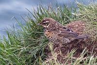 Proppenvoll  Es ist zwar Juni, aber es ist bewölkt, windig und hier an der Küste eiskalt. Wir haben uns zwar warm eingepackt, aber zum fotografieren zieht man keine Handschuhe an. Inzwischen haben wir auf der glücklicherweise breiten Treppe den Hügel erklommen und sind gefühlt umgeben von mehreren Birdwatching-Reisegruppen. Noch nie habe ich eine solche Menge an verschiedenen Kamerafabrikaten auf einem Haufen gesehen und eine solche Vielfalt langbrennweitiger Objektive :-).  Wir haben einen Platz am Geländer der Aussichtsplattform ergattert, mit bester Sicht auf an- und abfliegende Lundis. Maren filmt mit dem Camcorder begeistert drauflos und freut sich wieder einmal über das optische 10xfach Zoom, mit dem man den Vögeln hautnah auf den Leib rücken kann. Ich hingegen beobachte ein Rotdrosselpärchen, welches sich ebenfalls völlig ungestört von dem Trubel der Nahrungssuche widmet.  Redwing  (Turdus iliacus)  Rotdrossel