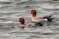 Quicklebendig  Weiter vorn ist eine Ausweiche, in der bereits ein Auto parkt. Wir gesellen uns dazu und fotografieren zusammen mit einem anderen Fotografen an einem Stück Seeufer, welches glücklicherweise nicht mit einer Mauer dicht stehender Bäumchen bewachsen ist. Das 'Museum' besuchen wir nicht und nachdem wir später im Internet die Tripadvisor Rezensionen studiert haben, sind wir uns auch ziemlich sicher, mit dem nur einzigen Raum voller ausgestopfter Vögel nicht besonders viel verpasst zu haben.  Wir setzen unsere Fahrt fort, doch je weiter wir in Richtung Akureyri vorankommen, desto mehr zieht sich der Himmel zu.  European Wigeon  (Mareca penelope)  Pfeifente