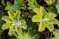 Regenmantel  Leider ist das Wetter hinter dem Tunnel nicht wesentlich anders als davor, also eher grau und nieselig. Das Naturschutzgebiet Fólkvangur Neskaupstaðar ist schön, aufgrund des Wetters ist der Weg stellenweise aber leider sehr matschig und immer wieder nieselt es leicht von oben. Von den laut Hinweisschild "abundant", also im Überfluss vorhandenen Vögeln sichten wir immerhin Eissturmvögel und Eiderenten, machen Aufnahmen von der Küstenlandschaft und widmen uns im Speziellen der Vegetation.  Lady's Mantle  (Alchemilla vulgaris, Syn.: A. acutangula, A. acutiloba, A. latifolia, A. pontica)  Gewöhnlicher Frauenmantel od. Spitzlappiger Frauenmantel