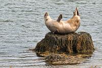 Robben Yoga  Von dem angedrohten Regen ist heute morgen glücklicherweise nichts zu sehen. Am Ende des Patreksfjörður wollen wir der Straße 62 weiter geradeaus über die Hügelkette zum Breiðafjörður folgen. Während wir noch unser Gepäck ins Auto packen, startet neben uns auf dem Hotelparkplatz ein schwarzer VW-Bus, beladen mit teleobjektivbewehrten Fotografen, die aller Wahrscheinlichkeit nach da hin wollen, wo wir gestern waren. Wenig später sehen wir ihren Bus an der Abzweigung nach Látrabjarg halten und alle Teleobjektive werden aufs Wasser gerichtet. Kurz entschlossen stellen wir uns ebenfalls hinter den Bus und werden Zeuge höchst amüsanter Entspannungsübungen eines Seehunds, der das ganze Repertoire ihm möglicher Verrenkungen darbietet und mit der "Banane" abschließt. Köstlich :-)  (Common) Seal  (Phoca vitulina)  Seehund