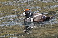 Schauspieler  Im Englischen nach dem einem Harlekin ähnlichen Prachtkleid benannt, würdigt der lateinische Name  histrio  die Ente aufgrund ihres ungewöhnlich aufwendigen Kostüms als "Schauspieler". Auf Island hauptsächlich in der Region des Myvatn Sees anzutreffen, bevorzugt die Ente schnell fließende, nahrungsreiche Gewässer. Auch ist sie – wie hier – häufig an Wasserfällen anzutreffen, wo sie unablässig, kaum wieder aufgetaucht, erneut für viele Sekunden  unter Wasser verschwindet.  Harlequin Duck  (Histrionicus histrionicus)  male Kragenente