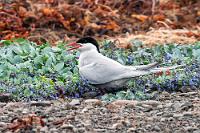 Schöner nisten  Maren fotografiert derweil die Seeschwalbenkolonie, deren Nester sich inmitten wunderschön blühender Felder von Blauglöckchen befinden. Sie regen sich zwar wie immer fürchterlich auf, fliegen auch hektisch hin und her, greifen uns aber glücklicherweise nicht an, wie wir es anderenorts schon erlebten.  Es ist erst Mittagszeit und wir haben nur noch zwei Fjordumrundungen vor uns, bis wir am Ziel sind. Selbst wenn wir erst wieder ab 15:00 Uhr unsere Zimmer beziehen können, müssen wir ja nicht pünktlich eintreffen – die langen Tage erlauben noch viele Aktivitäten, selbst wenn es so bedeckt ist wie heute.  Arctic Tern  (Sterna paradisaea)  Küstenseeschwalbe