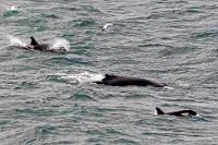 Schutzpatron?  Gebannt starren wir unablässig auf die Tiere, die langsam unserer Insel immer näher kommen. Allmählich nähern wir uns dem Rhythmus, in dem die schwarzen Leiber kurz aus den Wogen auftauchen und bald gelingen uns auch die ersten Schnappschüsse mit dem Tele und der Videokamera. Und obwohl die Tiere zur Westseite der Küste abschwenken, kommen sie uns so nahe, dass es uns gelingt, vier bis fünf Orcas auszumachen, in deren Mitte sogar mitunter der Rücken eines Buckelwals sichtbar wird! Wow! Laut neuesten Studien soll es ein vielfach beobachtetes, noch ungeklärtes Verhalten der Buckelwale sein, sich in Orcajagden einzumischen, um deren Beutetiere – Seehunde, Seelöwen und andere Walkälber – vor den Jägern zu schützen, indem sie diese mit ihren großen Flossen abschirmen und sich mit ihren massigen Leibern zwischen sie drängen. Ob dies auch hier der Fall ist, läßt sich nicht erkennen, wer aber unzweifelhaft auf seine Kosten kommt, ist der begleitende Schwarm von Basstölpeln und Möwen.  Orca  (Orcinus orca)  Schwertwal Humpback Whale  (Megaptera novaeangliae)   Buckelwal