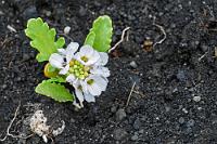 Seerakete  Unter diesem fantasievollen Namen ist der nicht minder merkwürdige Meersenf im Englischen bekannt. Die genügsame Pflanze aus der Familie der  Brassicaceae  ist in ihrem Vorkommen auf die Färöer-Inseln, Island, Norwegen und das nordeuropäische Russland beschränkt und zeigt sich hier auf dem schwarzen Kies als hübsches Kleinod.  Sea Rocket and Fjörukál (is.)  (Cakile arctica)  Arktischer Meersenf