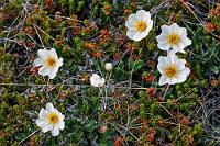 Sicher mit Scout  Ob die Straße über den Pass für Autos befahrbar sei, möchte ich von dem Österreicher wissen. Er grinst begeistert und bejaht – kein Problem, der Schnee sei durchgehend geräumt.  Am noch grünen Wegrand blüht eine Silberwurz und nachdem diese 'im Kasten' ist, geht es weiter in den Sommerschnee.  Mountain Avens or White Dryas  (Dryas octopetala)  (Weiße) Silberwurz