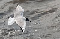 Sommerkleid  Zahlreich schwirren Lachmöwen im Tiefflug übers Wasser und die am Boden pickenden anderen Vögel. Diese kleinsten unter den 'eigentlichen Möwen' haben nur im Sommer ein schwarzes Kopfgefieder. Was etwas erstaunt, sollte es doch wesentlich sinnvoller sein, zwecks Erwärmung des Hirns der Wintersonne ein schwarzes Köpfchen zu präsentieren :-). Andererseits ist ihr weißer Kopf im Winter der Tarnung im Schnee ihrer binnenländischen Lebensräume sicherlich dienlicher.  Black-headed Gull  (Chroicocephalus ridibundus, Syn.: Larus ridibundus)  Lachmöwe