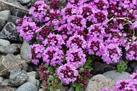 Statt Fischgeruch  Das Frühstück ist im Preis inbegriffen, so dass uns das Hotelrestaurant heute morgen nicht abschreckt. Da wir bekanntermaßen ja nicht so die Städtefans sind, beschließen wir, mal einen Blick in die Nachbarfjorde zu werfen. Nachdem wir kurz nach der Ortsausfahrt für eine Rotschenkelfamilie kurz angehalten haben – Mutter und Vater Rotschenkel bepöbeln uns trotzdem empört – haben wir schon wieder eine Tunneleinfahrt vor uns. Nach etwa der Hälfte der Strecke verzweigt die Röhre sich, rechts geht's nach Suðureyri, geradeaus nach Patreksfjörður. Wir entscheiden uns für rechts, der Tunnel wird zu einem Einbreiðgöng und als wir wieder Tageslicht sehen, ist es nicht mehr weit nach Suðureyri, was außer einer Fischfabrik mit dem dazugehörigen Fischgeruch und ein paar hübschen Pflänzchen am Wegesrand auch nicht viel zu bieten hat.  Mother of Thyme  (Thymus praecox)  Frühblühender Thymian