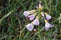 Statt Hotel  Es stürmt und regnet nach wie vor als wir zum verglasten Oberdeck hochsteigen. Da die Passagiere ohne Auto als erste an Bord durften, ebenso die mitreisenden Schulklassen aus den Bussen, sind nahezu alle Sitzplätze bereits okkupiert, doch mit Glück ergattern wir noch einen kleinen Zweierplatz. Nach einer guten halben Stunde erreichen wir dann Heimaey, bereits die vorgelagerten Felsen sind ziemlich beeindruckend – nur der Regen bleibt hartnäckig... Vom Fähranleger in Vestmannaeyjabær sind es nur 2 Min. bis zu unserem Hotel. Erst nach einer längeren Suche gelingt es Maren, die Rezeptionistin ausfindig zu machen, die uns dann aber strahlend verkündet, dass unser Zimmer leider erst ab 14:00 Uhr bezugsfertig sei – wir könnten doch bis dahin die Insel erkunden. Unsere Begeisterung bleibt aufgrund des anhaltenden Regenwetters überschaubar, aber immerhin dürfen wir das Gepäck schon mal im Hotel lassen. Dann machen wir uns auf den Weg zum Stórhöfði, der Südspitze der kleine Insel, die wir schon nach kurzer Fahrt erreichen. Kaum haben wir den Parkplatz am Lundifelsen erreicht, versiegt auch der Regen und wir werden wieder von blühenden Pflanzen begrüßt.  An englischen Namen herrscht kein Mangel: Cuckoo Flower, Lady's Smock, Mayflower or Milkmaids  (Cardamine nymanii)  (Polar-)Wiesenschaumkraut