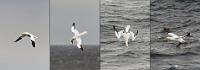 Stoßtaucher  Vorsichtig zwischen mitunter scharfkantigen Felsen manövrierend, haben wir nun einen freien Blick über das Meer, auf denen Lummen und Teiste schwimmen, während Möwen und Basstölpel aus der Luft nach Futter Ausschau halten. Spannend ist es, den Basstölpeln beim Jagen zuzusehen. Im Gleitflug herabspähend, kippen sie plötzlich ab, legen kurz vorm senkrechten Aufprall die Flügel eng an und schwingen sich nach einem kurzen Tauchgang wassertretend wieder in die Luft.  Northern Gannet  (Morus bassanus)  Basstölpel