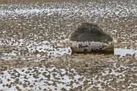 Strandpickel  Wenn der Tag schon etwas stressig anfängt, bleibt weiteres Ungemach selten aus. Maren stellt fest, dass ihre Nikon partout nicht scharf stellen will. Ich nehme mir die Kamera vor, prüfe das Gehäuse, wechsele die Objektive – nichts hilft! Maren ist der Verzweiflung nah und findet sich schon damit ab, für den Rest der Woche manuell scharfzustellen – Landschaften sind ja im Allgemeinen nicht sooo schnell. In leicht gedämpfter Stimmung fahren wir das letzte Stück hinunter zum Strand und weiter Richtung Campingplatz auf der gegenüberliegenden Seite, wo wir parken und das Auto für einen kurzen Spaziergang an den Strand verlassen. Mir hat es eine hügelige Wattwürmerlandschaft angetan, die ich mit dem Tele heranhole, als von Maren ein überraschter Ausruf ertönt: Sie hat den Fehler gefunden! Der Autofokushebel an der Kamera steht auf "M"... Wie blind kann man sein???