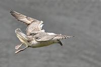 Sturmerprobt  Bei dem Gedanken, ich müßte mein ehemaliges Ultraleichtflugzeug unter diesen Wetterbedingungen fliegen, wird mir ganz anders. Auch wenn die verschiedenen Arten – darunter Kormorane, Lundis, Dreizehenmöwen und eben diese Sturmvögel – mit den merkwürdigsten Körperverrenkungen und Flugmanövern dem Wind trotzen, wundert man sich doch, dass keiner dieser Vögel trotz hautnaher Vorbeiflüge jemals an die steilen Felswände gedrückt wird.  Der Eissturmvogel ist der einzige  Möwensturmvogel , der nördlich des Äquators vorkommt. Typisch für die Familie sind die langen, oberhalb des kräftigen Schnabels sichtbaren Nasenröhren. Die meiste Zeit des Jahres verbringen sie auf hoher See, wo sie im Bodeneffektflug tief durch die Wellentäler gleiten und abwechselnd mal mit der linken, mal mit der rechten Flügelspitze die Wasseroberfläche tangieren. Erst im April, Mai suchen sie ihre Brutplätze, bevorzugt auf schmalen Vorsprüngen hoher Klippen, auf und legen nur ein einziges Ei, welches sie ca. 50 Tage bebrüten.  Northern Fulmar or Arctic Fulmar  (Fulmarus glacialis)  Eissturmvogel