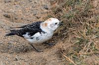 Sturmfest  Wir fahren weiter Richtung Norden, entlang der Küste auf die Skagi Halbinsel, um mal einen Blick auf die Seehundkolonien zu werfen. Die Landschaft selbst ist nett, allerdings nicht so fantastisch wie Tröllskagi, weswegen hier wohl auch nur relativ wenige Leute unterwegs sind. Eines der wenigen Fahrzeuge parkt neben der Straße auf einem unscheinbaren Halteplatz, dem Startpunkt eines kurzen Aussichtspfades, der entlang einer sehenswerten Steilklippe führt. Der aktuell wieder starke Sturm bläst glücklicherweise vom Meer her, womit die Gefahr gebannt ist, in das aufgewühlte Meer geweht zu werden, die in der Wand brütenden Eissturmvögel allerdings zu waghalsigen Anflügen auf ihre Nester zwingt.  Snow Bunting  (Plectrophenax nivalis)  Schneeammer