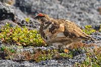 Tarnung ist alles  In Europa kommen Alpenschneehühner nur in Skandinavien, im Norden Großbritanniens, auf Island sowie in den Alpen und den Pyrenäen vor. In den Mitteleuropäischen Hochgebirgen allerdings nur oberhalb 1600-1800 m Höhe. Sie mausern dreimal im Jahr und passen sich in der Gefiederfärbung der jahreszeitlichen Vegetation an. Damit sind sie hervorragend getarnt, weil sie aufgrund ihrer Lebens- und Ernährungsweise meist am Boden unterwegs sind. Wie gut das funktioniert, merken wir auch, denn es dauert einige Zeit, bis wir sie in dem niedrigen Strauchbewuchs entdeckt haben – und das auch nur, weil sie sich bewegen. Wieder beglückwünschen wir uns, genau in der Brutzeit der heimischen Vögel unterwegs zu sein, denn in ihrem Balzgefieder sind sie einfach chic!  Rock Ptarmigan  (Lagopus muta islandorum)  male Alpenschneehuhn