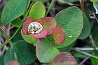 Tropfenfänger  Als wir zurück beim Auto sind, ist es noch nicht einmal Mittag, weswegen wir uns entscheiden, heute noch nach Bakkagerði zum Papageitaucherfelsen zu fahren. Zuvor halten wir auf dem Rückweg aber noch kurz beim vielstufigen Rjúkandafoss, der allerdings bei dem regnerisch bewölkten Himmel eher deprimierend aussieht. Viel hübscher erscheint uns da der namenlose, am Weg wachsende Blätterstand, den ein Wassertropfen wie ein eingefasstes Juwel krönt. Ein kleines Wunder gewissermaßen...