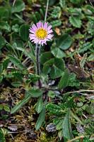 Unerschrocken  Teilweise ist das Gelände etwas schwierig und man muß aufpassen, auf dem feuchten Stein nicht auszurutschen. Glücklicherweise wissen wir zu diesem Zeitpunkt noch nicht, dass in dieser Gegend dunkle Gerüchte von verschwundenen Menschen umgehen und widmen uns unerschrocken erst mal der bunten Flora.  Alpine Fleabane  (Erigeron borealis)  Nordisches Berufskraut