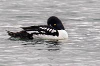 Unkooperativ  Wahrscheinlich liegt es an dem leichten Wind, dass wir bis jetzt weitgehend von den Kriebelmücken verschont wurden. Mal sehen, ob es so bleibt...? Wir sind wieder auf dem Mývatnssveitarvegur, gerade hat die Straße einen Schwenk nach Norden entlang des Seeufers gemacht, als linksseitig eine Bucht bis an die Straße schwappt. Unübersehbar ist eine Gruppe von Fotografen neben einem Kleinbus, die gestikuliernd am Ufer steht. Was gibt es da? Auch wir halten an, gehen ein Stück entlang des Uferwegs... und da ist sie! Eine Spatelente! Heimisch vor allem in Nordamerika, Kanada und an der Grönländischen Westküste, befindet sich auf Island das einzige europäische Vorkommen dieser Art. Und dies ist die einzige Spatelente, die ich auf dieser Reise zu Gesicht bekomme – leider so sehr mit Dösen beschäftigt, dass auch eine viertelstündige Beobachtung nichts daran ändert...grrr!  Barrow's Goldeneye  (Bucephala islandica)  Spatelente