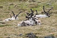 Verdauungsrast  Wir haben gelesen, dass die isländischen Rentierpopulationen, die sich ausschließlich auf den Osten der Insel beschränken, meist nur im Winter ihre Hochlandquartiere verlassen und an die Küsten ziehen. Ernsthaft hatten wir deshalb nicht damit gerechnet, die Tiere zu Gesicht zu bekommen. Diesmal mußte allerdings sogar mein Telekonverter zum Einsatz kommen, denn erst mit einer kleinbildäquivalenten Brennweite von 1200 mm gelang es, die scheuen Rentiere einigermaßen erkennbar aufzunehmen. Nicht genug damit – nur 7 km weiter kommt erneut ein Ausruf von Maren. Diesmal hat sie eine ruhende Herde auf einer Wiese am Berghang entdeckt, wo die Tiere sich ganz entspannt dem Wiederkäuen hingeben. Allerdings liegt wieder ein großes Privatgrundstück zwischen uns und den Rens, so dass auch hier der 1.4x Konverter zum Einsatz kommt. Aber immerhin...!  Reindeer  (Rangifer Tarandus)  Ren, Rentier