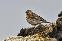Vogelfrei  Das Lavafeld steht unter Naturschutz und scheint auch weitgehend vor Störungen sicher, denn während der ganzen Zeit, die wir hier verbringen, sind uns auf dem Weg nur Schafe, aber keinerlei Menschen begegnet. Zu gerne wüßte man, was sich in dem unzugänglichen Terrain noch so alles verbirgt, aber außer ein paar von Rasen bewachsenen Ausweichflächen neben dem Weg, ist das wilde Zusammengewürfel unpassierbar. Die einzigen Lebewesen, die uns hier begegnen sind – abgesehen von den sicherlich zahlreichen, aber gut verborgenen Polarfüchsen – lediglich kleine Vögel, die kein Problem mit den Lavabrocken haben.  Meadow Pipit  (Anthus pratensis)  Wiesenpieper
