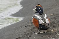 Von seiner besten Seite  Vor dem gegenüber liegenden Ufer schwimmt eine Eisente und auf dem diesseitigen Sandstrand wartet ein bildschöner Kragenerpel geduldig darauf, dass ich auch ihn noch ablichte.  Der Wetterbericht hat für Mývatn ab 10:00 Uhr Sonne angesagt, über uns hängt allerdings noch eine dichte Wolkendecke. Aber es ist ja auch noch nicht 10:00...  Unser nächstes Ziel sind die Pseudokrater von Skútustadir, ein bizarrer Anblick! Leider hat auch schon der erste Reisebus seine Ladung  ausgespuckt und so beeilen wir uns, die Krater noch möglichst vor dem absehbaren Trubel zu besteigen.  Harlequin Duck  (Histrionicus histrionicus)  male Kragenente