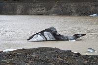 Walhai  Wir haben bei unseren zweimaligen Aufenthalten so viele Fotos der gezackten Eismassen und der im See schwimmenden Abbrüche gemacht, dass die Präsentation weiterer Aufnahmen neben dem allesumfassenden Panorama einfach zu viel des Guten wäre. So beschränke ich mich hier deshalb nur auf diesen, zu vielfältigen Assoziationen einladenden Wal oder Haifisch.