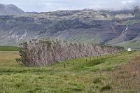 Windgebeugt  Trotz des noch früheren Aufstehens um 6:00 Uhr sind wir wie gestern erst um 7.00 beim Frühstück, da die Dusche mindestens 15 min. laufen muß um warm zu werden, und dann noch einmal 10 min., um sie auf eine Temperatur unterhalb des Siedepunktes einzupegeln :-/. Um 8:00 Uhr sitzen wir im Auto, fahren auf der 54 zunächst wieder nach Westen, um diesmal auf dem gleichen Weg wie gestern zur Nordküste abzubiegen, denn heute wollen wir der Ringstraße nach Osten folgen. Das schöne Wetter von gestern ist leider schon wieder vorbei, es ist durchgehend bewölkt und so windig, wie es die Feldbäume wohl gewohnt sind, aber immerhin ist es trocken!