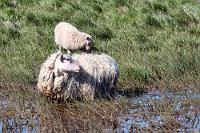 Wollwaschgang  Nicht nur mit Gras, wie die beiden Schafe vor unserem Zimmerfenster, geben wir uns an diesem Abend zufrieden. Wir haben ordentlich Hunger, weshalb Maren im Hotelrestaurant zwei Vatnajökullburger und zweimal die Tagessuppe ordert. Das Essen kommt – ein Burger, eine Suppe! Maren reklamiert, startet aber schon mal mit der Suppe, während ich mich über den Riesenburger hermache. Angesichts meiner Portion beschleicht Maren aber schnell das Gefühl, mit dem Wunsch nach einem Burger einen Fehler gemacht zu haben. Tatsächlich schafft Maren nicht mal die Hälfte des Burgers und als die Bedienung sich beim Abräumen für das Mißverständnis entschuldigt, räumt Maren angesichts des Restes auf ihrem Teller zerknirscht ein, sie hätte eine kleinere Portion erwartet… Die junge Frau grinst: "ich weiß"!  Mit dem netten deutschen Paar am Nebentisch tauschen wir noch Reiseerlebnisse aus, bevor wir pappsatt zurück in unseren Bungalow wanken und schon bald erschöpft ins Bett fallen.