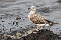 Zielobjekt  Frappierend ist der Größenunterschied zwischen dem größten Vertreter der 'eigentlichen Möwen', der Mantelmöwe, und den gerade seeschwalbengroßen Lachmöwen, die in Tiefflugattacken der friedlich am Ufer hockenden Jungmöwe nahezu ununterbrochen zusetzen. Das kommt davon, wenn man als Raubvogel, der auch Küken nicht verschmäht, unter Artgenossen einen schlechten Ruf hat. Die hier von mir in einem der wenigen ruhigen Momente abgelichtete Möwe dürfte gerade erst ihren ersten Winter hinter sich haben, weil der schwarze Schnabel noch nicht begonnen hat, sich aufzuhellen. Erst im vierten Lebensjahr zeigt die Mantelmöwe ihr rein schwarz-weißes Gefieder und den gelben Schnabel mit einem typischen roten Knubbel an der Unterseite.  Great(er) Black-backed Gull  (Larus marinus) , juv. Mantelmöwe