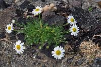 Zu früh dran  Es ist unübersehbar später Frühling, denn Allerorten leuchten Blüten auf den Wiesen längs der Straße. Außer ausgedehnten Lupinenfeldern viele weitere Pflanzen, die uns im Verlauf unserer Reise noch vor einige Identifikationsrätsel stellen. Selbst auf dem kargen Sand zwischen dem Vulkangestein der Deiche wächst diese salztolerante Kamillenpflanze, die witzigerweise im Englischen als 'falsche', aber im Deutschen als 'echte' Strandkamille bezeichnet wird. Und von Wikipedia völlig unbeeindruckt blüht sie bereits Anfang Juni und nicht erst im Juli!  False Mayweed or Sea Mayweed  (Tripleurospermum maritimum)  Echte Strandkamille