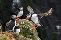 Zugvögel  Im Gegensatz zur Mischgesellschaft der an den Klippen brütenden Alkenvögel bilden die Lundis eigene Familiengruppen, deren besondere Nistbedürfnisse sie von den anderen Wasservögeln separieren. Nicht zuletzt für uns Vogelfreunde ist dies ein enormer Vorteil, kommen wir auf diese Weise den hübschen Harlekinen doch sehr nah. Auch die Lundis tragen jetzt ein Brutkleid, welches sich hauptsächlich in einer stärkeren Sättigung der Schnabelfarben und den leuchtend roten Beinen bemerkbar macht, die im Schlichtkleid eher gelb sind. Auch sie kommen nur zur Brut an Land, verbringen ansonsten ihr Leben im offenen Meer. Nur einige Populationen weisen ein ausgeprägtes Zugverhalten auf; isländische Papageitaucher sind z.B. bekannt dafür, einen Teil des Winters in den wärmeren, neufundländischen Küstengewässern zu verbringen.  Atlantic Puffin  (Fratercula arctica)  Papageitaucher