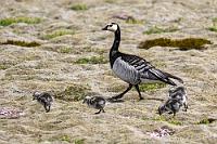 Zwischengelandet  Wir sind gerade losgefahren, als unversehens zwei schwarzweiße Gänse samt Küken vor uns den kurzen Schotterweg zur Straße kreuzen. Bis ich aber das Tele vom Rücksitz geangelt und die Tür geöffent habe, ist das Grüppchen schon ein ganzes Stück entfernt, so dass dieses stark vergrößerte Foto leider nur Dokuqualität erreicht. Von den in drei Populationen unterschiedenen Weißwangengänsen, soll die Grönländisch-Atlantische ausschließlich an der Westküste Grönlands brüten, was aber nicht stimmen kann, hat diese Gans ganz offensichtlich ihre Küken auf Island zur Welt gebracht. Dies scheint auch nachvollziehbar, wenn man weiß, dass die Zugvögel an den Küsten Großbritanniens überwintern. Einigen reicht dann offensichtlich auch der kürzere Rückweg nach Island. Die Zugvögel der sibirischen Population sollen hingegen an den Nordseeküsten Niedersachsens, Schleswig-Holsteins und den Niederlanden überwintern. Komisch, noch nie von ihnen gehört...  Barnacle Goose  (Branta leucopsis)  Weißwangengans od. Nonnengans