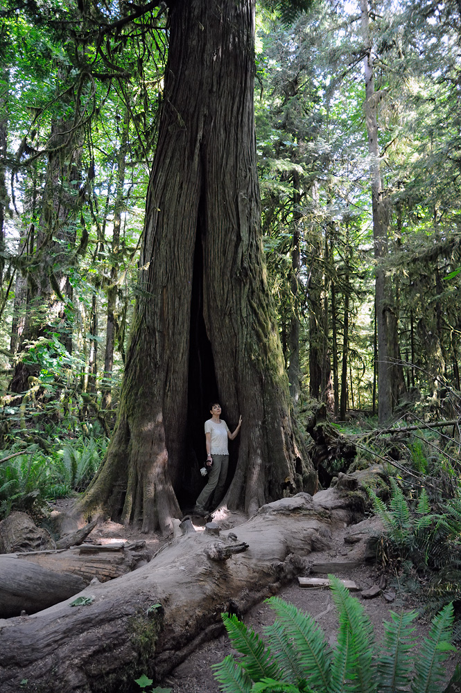 Old-growth Douglas-fir forest