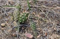 Ein kleiner grüner Kaktus  Dazu gehört auch  Opuntia fragilis , die einzige in Kanada anzutreffende Kaktusart und das am nördlichsten verbreitete Kakteengewächs. Eigentlich sollte er jetzt im Juni seine leuchtenden gelben Blüten zeigen – leider ist es uns nicht gelungen, auch nur ein einziges blühendes Exemplar zu finden, obwohl der Kaktus hier reichlich wächst.  Lt. Wikipedia stellen die in diesem Gebiet heimischen Okanagan aus  Opuntia fragilis  einen Breiumschlag her, mit dem sie Halsschmerzen und andere Schmerzen behandeln.  Brittle Prickly-pear Cactus  (Opuntia fragilis) : Brittle Prickly-pear Cactus , Opuntia fragilis