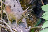 Genusshörnchen  Es raschelt im Unterholz und nach ein wenig Suchen entdecken wir das zutrauliche Rothörnchen, das aussieht, als wolle es uns in der nächsten Minute zu einem Drink und einer gemütlichen Zigarre einladen.  Gewöhnt daran, die wenigen verbliebenen heimischen Wildtiere bei Menschenkontakt umgehend die Flucht ergreifen zu sehen, verwundert uns immer wieder die geringe Scheu, die viele der von uns gesichteten kanadischen Wildtiere an den Tag legen.   Red Squirrel  (Tamiasciurus hudsonicus)  Gemeines Rothörnchen : Red Squirrel, Tamiasciurus hudsonicus, Gemeines Rothörnchen