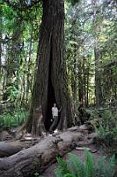 old-growth-douglas-fir-forest.jpg