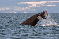 ...und weg!  Wir erfahren eine Menge über die hier beobachteten Orcas, die zu der umherziehenden Population der sogenannten Biggs Orcas zählen. Benannt nach dem Biologen Michael Biggs, welcher in den siebziger Jahren die Tiere erforschte, unterscheiden sich diese ca. 400  Schwertwale, die in einzelnen Gruppen entlang der Westküste Nordamerikas von Alaska bis hinunter nach Kalifornien anzutreffen sind, erheblich von den residenten Artgenossen, von denen sie sich genetisch bereits vor ca. 750 tsd. Jahren getrennt haben. Im Gegensatz zu den meist ortstreu und in größeren Familienverbänden anzutreffenden Residents, die sich hauptsächlich von Fischschwärmen ernähren, sind die transienten Orcas reine Säugetierfresser, die ausschließlich bis zu 1000 kg schwere Seelöwen, Seehunde, Delphine sowie juvenile Grau- und Buckelwale in nur 3-7 Individuen umfassenden Kleinfamlienverbänden jagen.   (Transient Bigg's) Orca  (Orcinus orca)  Schwertwal : Orca , Orcinus orca, Schwertwal