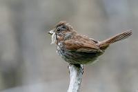 Zausel  Als ornithologische Laien erstaunt uns die verblüffende Vielfalt an Ammern und Sperlingsvögeln in Kanada. Sechs oder sieben der meist unauffällig und schlicht gefärbten Arten haben wir alleine in nur vier Wochen gesehen – während daheim der Hausspatz selten geworden und der Feldspatz fast ausgestorben ist. Hier wird hingegen fleißig gefüttert, so dass den vielen kleinen Spatzen hoffentlich noch ein langes Dasein beschieden ist.   Song Sparrow  (Melospiza melodia)  Singammer : Song Sparrow, Melospiza melodia, Singammer