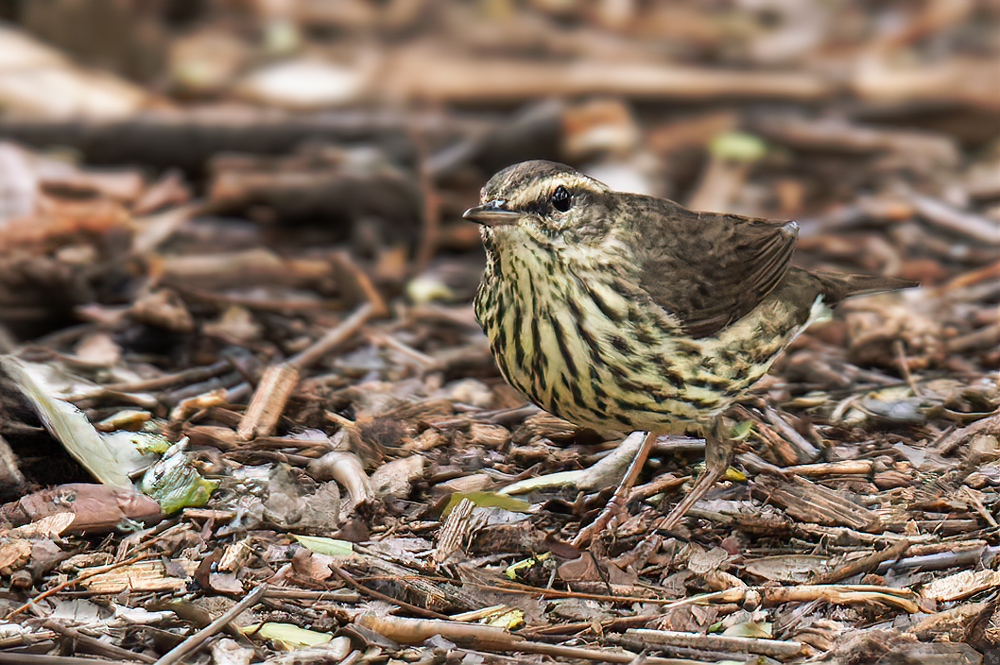 Naschvogel