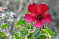 eine-rote-prinzessin.jpg