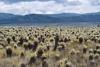 paramo.jpg