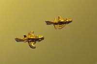quimbaya-aviones.jpg