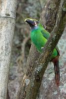 toucanet.jpg