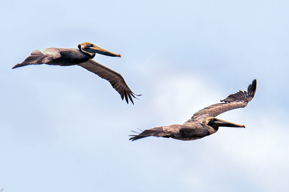 Vorbeizugvogel