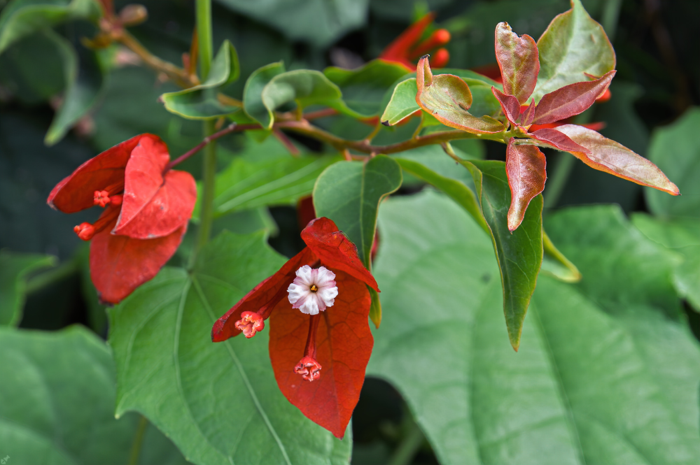 Wunderblumengewächs