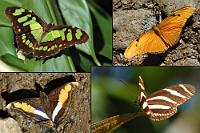 cuban-butterflies.jpg